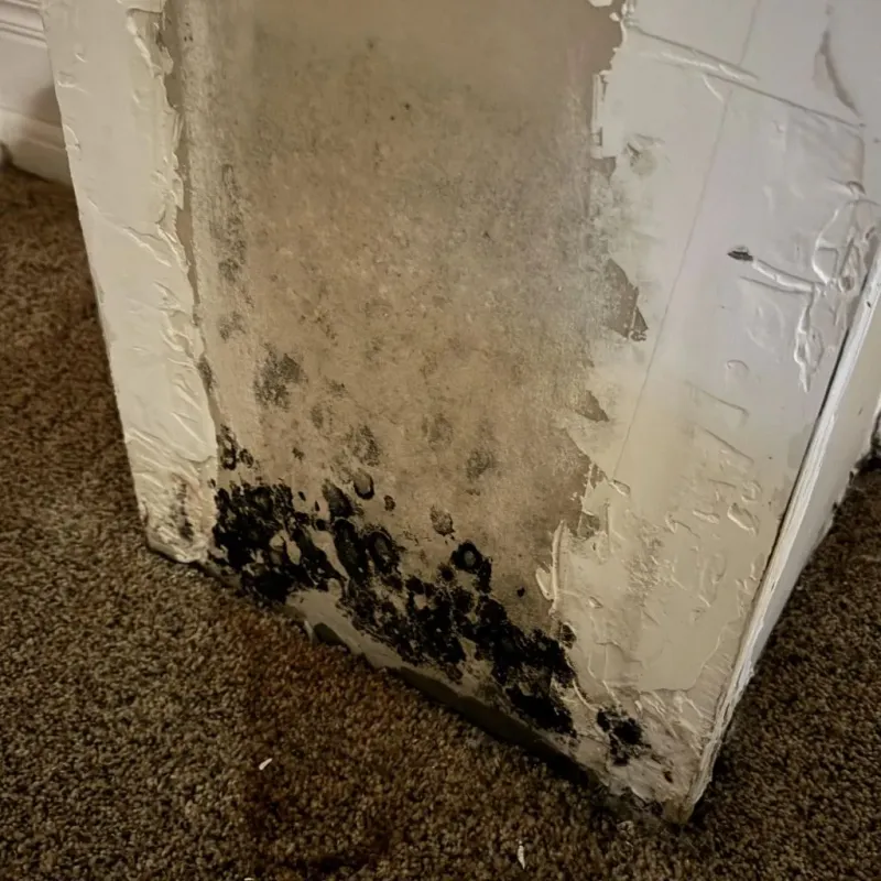 Professional Mold Removal in Chilhowie, VA
